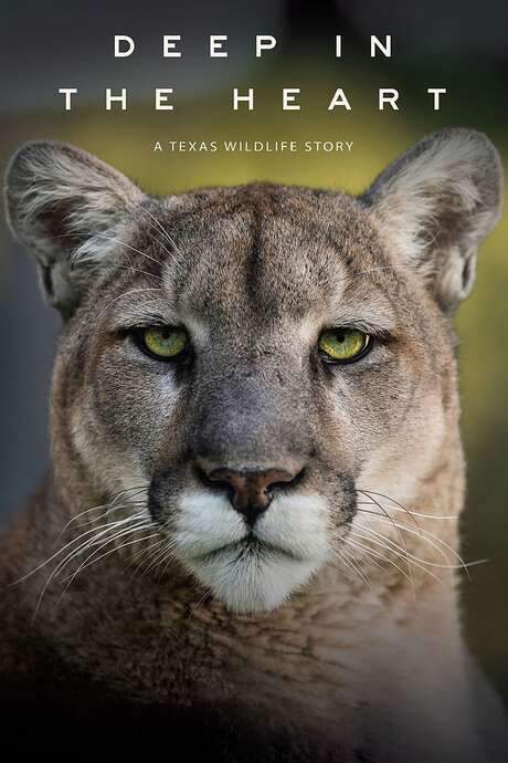 Deep in the Heart: A Texas Wildlife Story